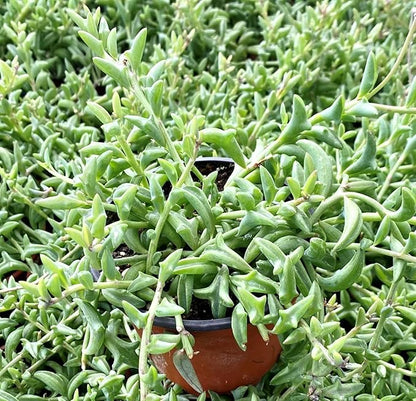 String of Dolphins in 4 inch Nursery Planter, Live Succulent Plant Fully Rooted in Pots with Soil, Rare House Plant for Home Office Wedding Decoration DIY Projects Party