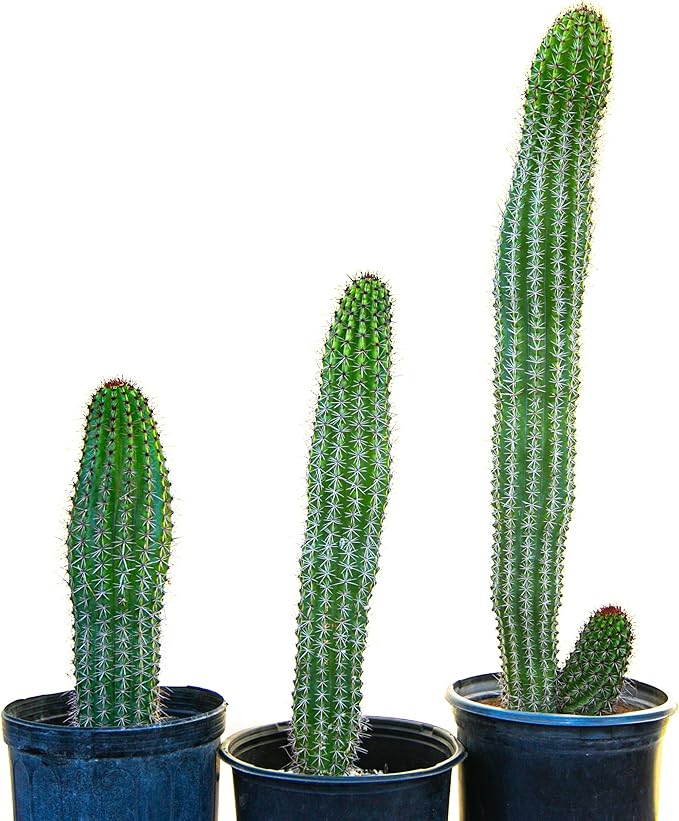 Cactus Outlet - Cactus Plants Live, Live Plants Indoor & Outdoor Use, Live Cactus, Organ Pipe 12”-18”- Large Live Cactus - Landscape Ready Large Cactus Plant Live Delivered Right to Your Door