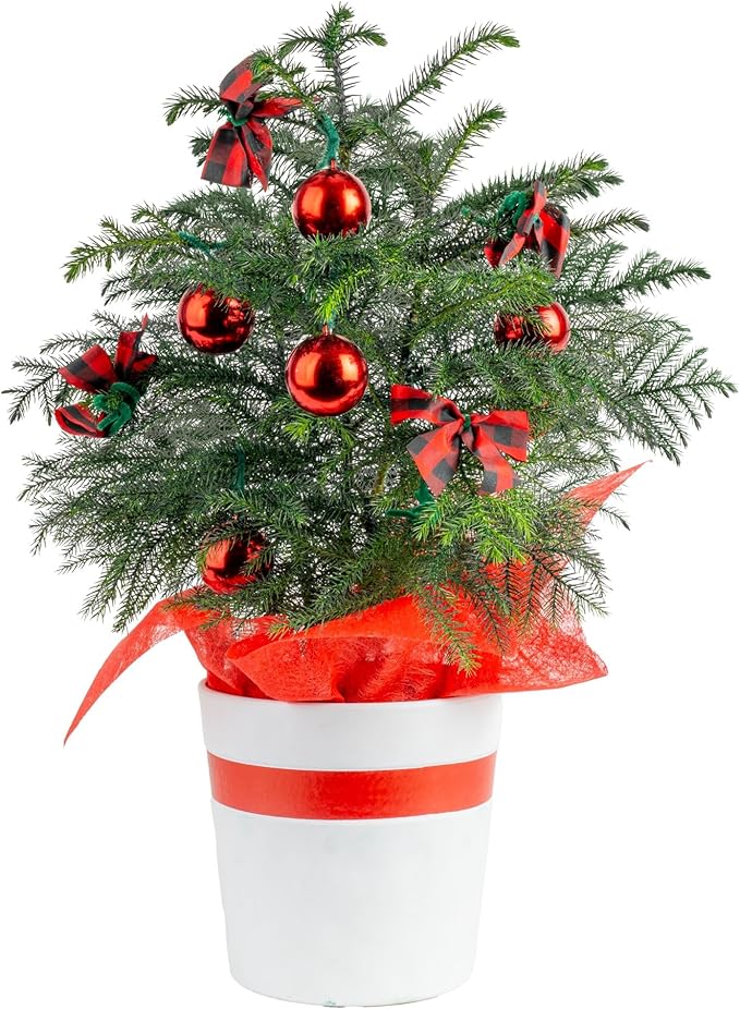 Costa Farms Live Christmas Tree, Medium Norfolk Island Pine in Merry Christmas Wreath Ceramic Plant Pot, Christmas Ornaments, Tabletop Christmas Gift, Holiday, Christmas Room Decor, 18-20 Inches Tall
