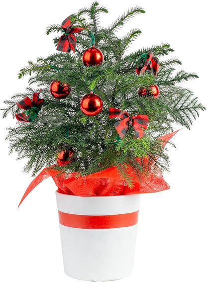 Costa Farms Live Christmas Tree, Medium Norfolk Island Pine in Merry Christmas Wreath Ceramic Plant Pot, Christmas Ornaments, Tabletop Christmas Gift, Holiday, Christmas Room Decor, 18-20 Inches Tall
