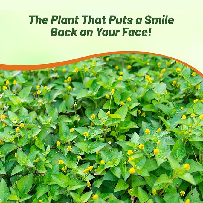 Outsidepride Toothache Plant Seeds - 5000 Pcs. Perennial, Easy to Grow & Pollinator Friendly, Herb Seeds for Planting Ornamental, Pompom-Shaped Yellow Blooms for Culinary Creations & Herb Gardens