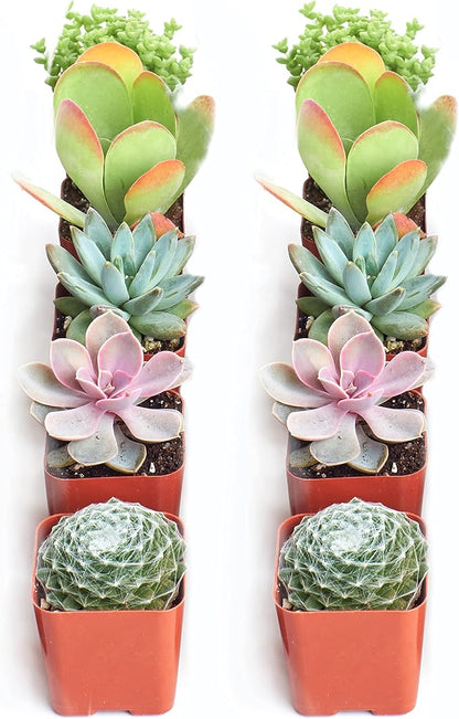 Shop Succulents Assorted Succulent Plant Pack Collection - Live Mini Succulent Plants, Low Maintenance, Mixture of Colors & Textures - Wedding and Party Favors, Gift & Garden, Pack of 10
