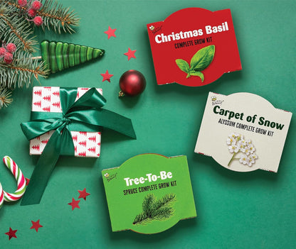 BUZZY Seeds Holiday Mini Terracotta Pots Grow Kit, 12-Pack Assorted Christmas Basil, Spruce, and Alyssum Seed Packets, Indoor Plant Starter Set, Stocking Stuffers, Party Favors