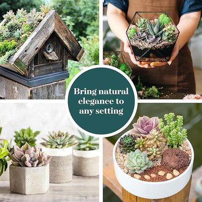 Shop Succulents Collectors Succulent Plant Pack Collection - Live Mini Succulent Plants, Low Maintenance, Colors & Textures - Wedding and Party Favors, Gift & Garden, Pack of 4
