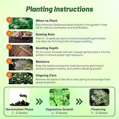 Outsidepride American Spikenard Seeds - 500 Pcs. Perennial, Hardy, Versatile & Pollinator Friendly, Herb Seeds for Planting Aromatic Foliage with Showy White Blooms for Wildlife Gardens & Easy Growth