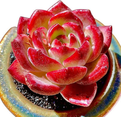 Echeveria Daredevil Rare Live Succulent Plants, Red 1 Head 2.5" Live Plant, Package Without Pot Soil, Garden Indoor Office Desk, Wedding Party Baby Shower Decoration, Friend Plant Lovers Gifts