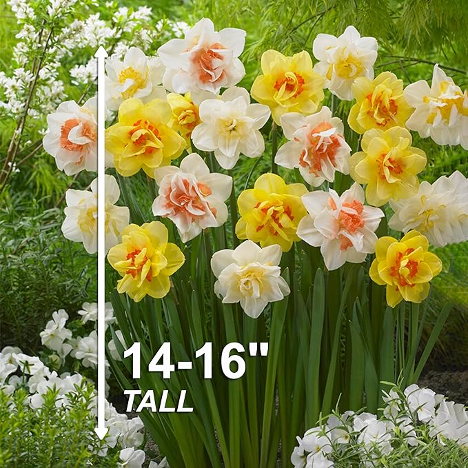 Garden State Bulb Double Mixed Daffodil Flower Bulbs, 14/16cm, Fall Planting (Bag of 25)