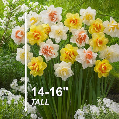 Garden State Bulb Double Mixed Daffodil Flower Bulbs, 14/16cm, Fall Planting (Bag of 25)