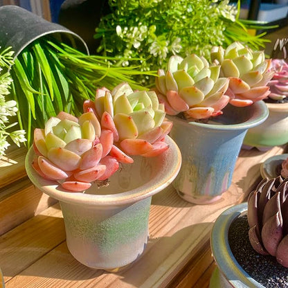 FWPP Live Succulents Plants Echeveria Love Song 2 Heads 3 inches,Rare Succulents Bare Root Without Pot Soil, Live Plants Indoor Office Decoration Wedding and Gift