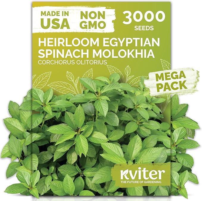 KVITER 3000 Egyptian Spinach Seeds - Molokhia (Corchorus Olitorius) – Jute Leaves, Ewedu, Rau Day, Saluyot Vegetable Seed – Non GMO & Heirloom Vegetable Seeds for Planting Outdoors & Indoors