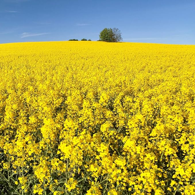 Outsidepride Trophy Forage Rape Seed - 1 Lb Heat, Cold & Drought-Tolerant Brassica Food Plot Seed, Ideal for for Deer & Livestock Grazing, Fall Planting, Soil Improvement, & Erosion Control