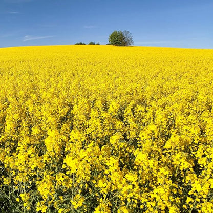 Outsidepride Trophy Forage Rape Seed - 10 Lbs Heat, Cold & Drought-Tolerant Brassica Food Plot Seed, Ideal for for Deer & Livestock Grazing, Fall Planting, Soil Improvement, & Erosion Control