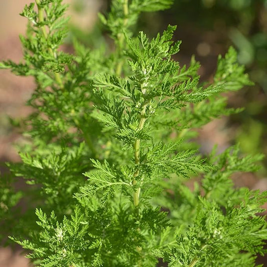 Palm Beach Medicinal Herbs - Chinese Wormwood (Artemisia annua) - Packet of 200 Seeds