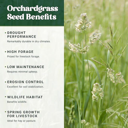 Nature’s Seed Orchardgrass, Pasture Grass Seed, Shade Tolerant, Cool-Season Perennial for Forage, Hay, Cattle, Grazing, 5 lbs