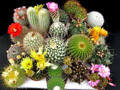 Cactus Seed Mix 50+ Assorted Cacti Seeds for Planting Indoors and Outdoors Different Varieties