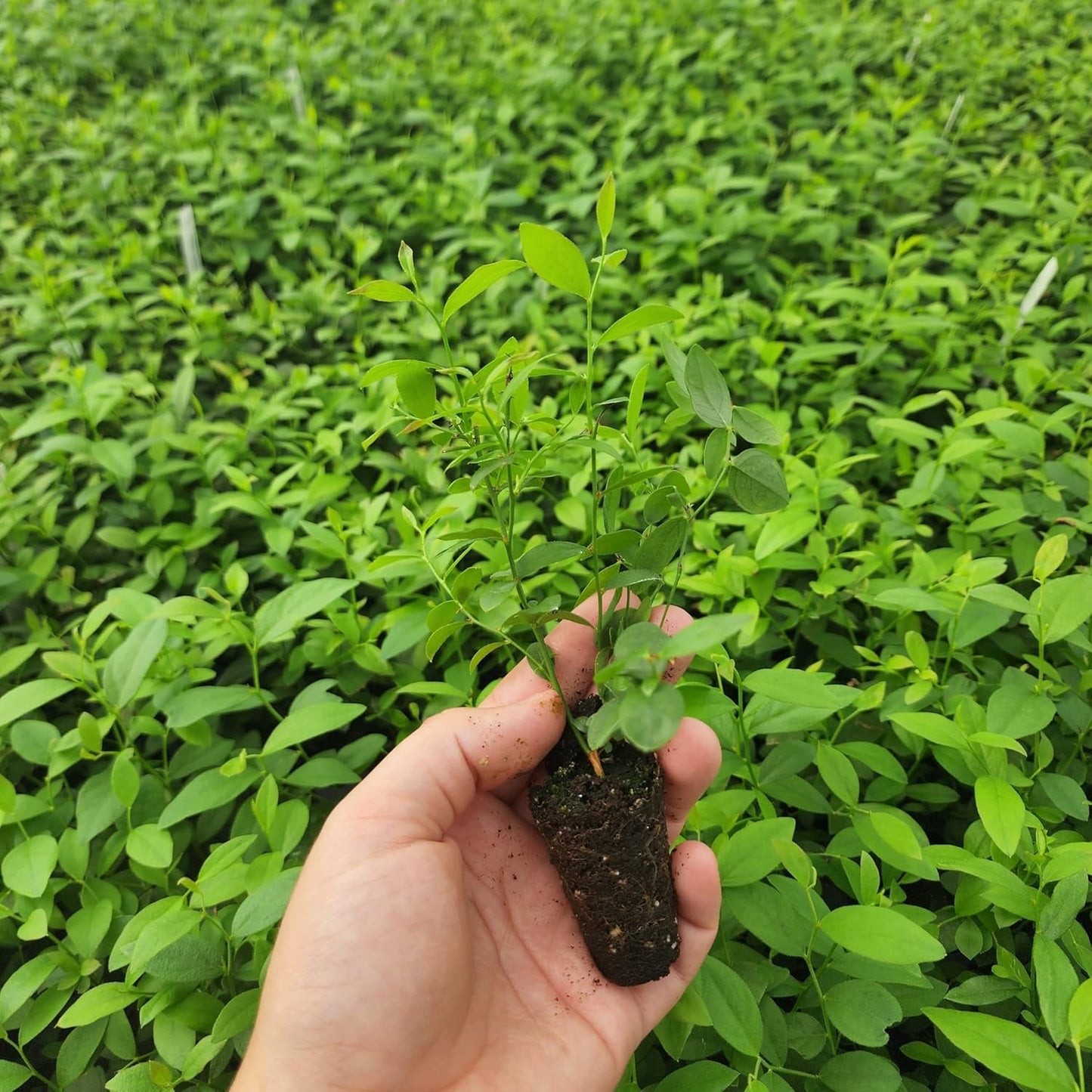 Pink Lemonade Blueberry (Pink Lemonade)