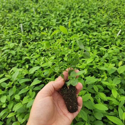 Pink Lemonade Blueberry (Pink Lemonade)