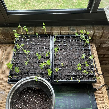 Heavy Duty Seed Starter Trays with 5'' Tall Humidity Domes & 2.75'' Deep Cells – 3-Pack (162 Cells Total) Reusable Plant Germination Kit, Durable Plastic Seedling Trays for Herbs, Vegetables