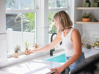 Jumbo Air Plant Ionantha Guatemala 'Macho' - Live Tillandsia Succulent House Plants - Available in Wholesale and Bulk - Home and Garden Decor - Easy Care Indoor and Outdoor Plants (Pack of 1)