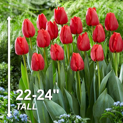 Garden State Bulb Darwin Hybrid Red Impression Tulip Bulbs, 12/+ cm, Fall Planting (Bag of 25)