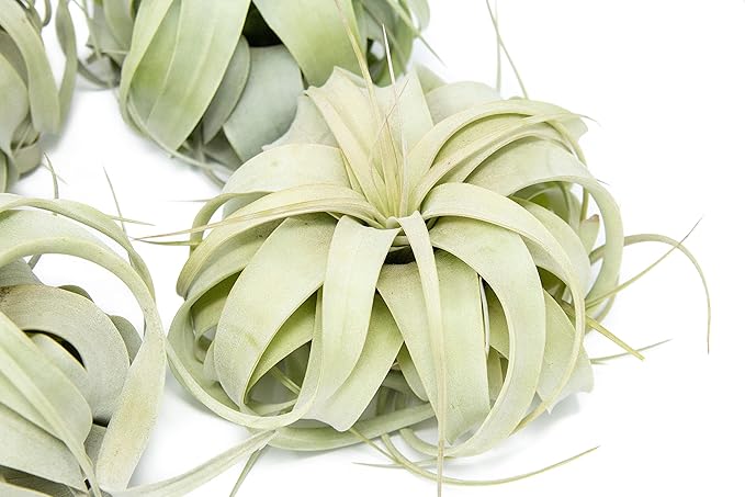 6 Pack Large Xerographica Air Plants 5 to 7 Inch Wide - Air Plants Live Tillandsia Succulent House Plants Holders- Available in Wholesale and Bulk Air Plant- Easy Care Indoor and Outdoor Plants