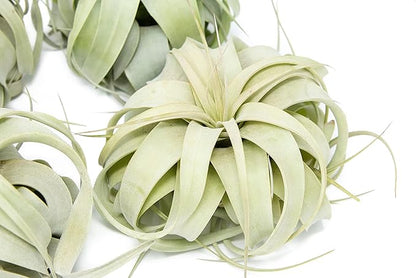 6 Pack Large Xerographica Air Plants 5 to 7 Inch Wide - Air Plants Live Tillandsia Succulent House Plants Holders- Available in Wholesale and Bulk Air Plant- Easy Care Indoor and Outdoor Plants