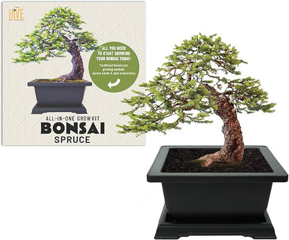 BUZZY Seeds Bonsai Starter Kit, Norway Spruce, Complete Indoor Gardening Gift, DIY Mini Tree Project, Soothing Indoor Hobby for Home or Office, Fun Stocking Stuffer, Housewarming Present