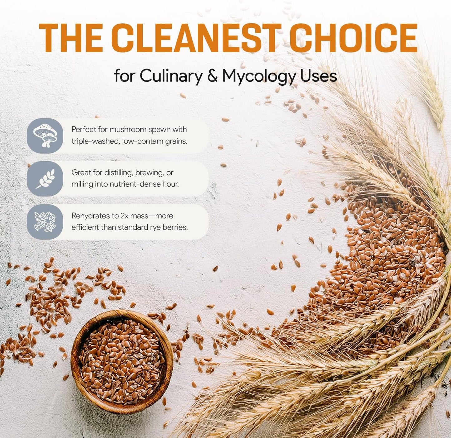 Rye Berries for Mushroom Spawn - Organic, Triple Washed Rye Grain to make Mushroom Grainspawn by Mycology Basics - 5 lbs