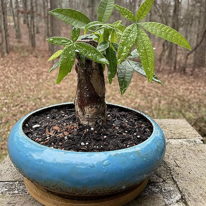 ARTKETTY Succulent Pots - 7.3 Inch Large Succulent Planters with Drainage Ceramic Bonsai Pots with Bamboo Tray, Shallow Planters for Indoor Cactus Plants Decorative Flower Plant Container