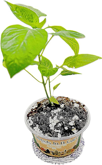 Tree Grow Kit | Easy to use | Educational | Memorial Gift | Plant It for The Planet | Grow Your Own Tree |Wide Selection to Choose from (BlackBerry)