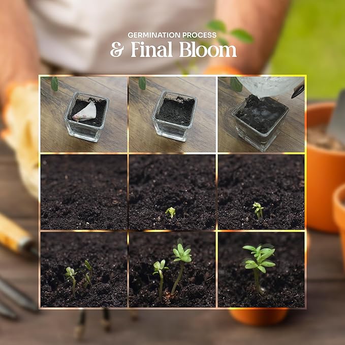 Onesie Seed Paper – 5 Protea Baby Shower Favors for Guests with Wildflower Seeds, Writable & Plantable, Baby Shower Gifts for Guest