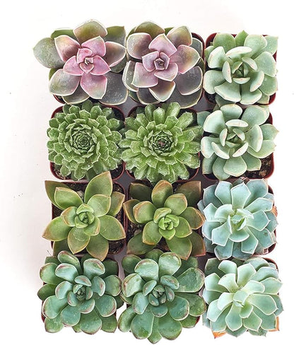 Shop Succulents Rosette Succulent Plant Pack Collection - Live Mini Succulent Plants, Low Maintenance, Floral Shaped Mix of Colors & Textures - Wedding and Party Favors, Gift & Garden, Pack of 12