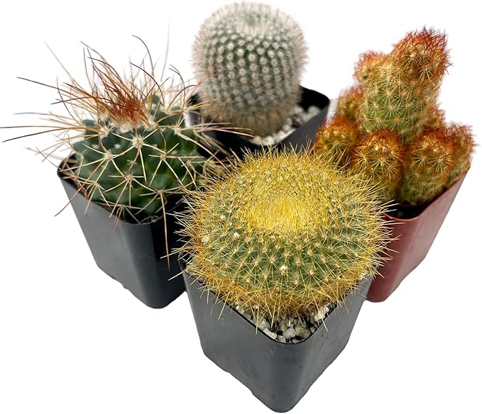 Fatplants Mini Cactus Plants Live Plants (4 Pack), Cactus Plant Indoor Live Plants, Cacti Plants Live Cactus Decor, Succulents Plants Live Houseplants, Mini Cactus Gifts in Cactus Soil Potting Mix
