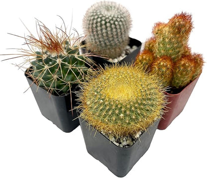 Fatplants Mini Cactus Plants Live Plants (4 Pack), Cactus Plant Indoor Live Plants, Cacti Plants Live Cactus Decor, Succulents Plants Live Houseplants, Mini Cactus Gifts in Cactus Soil Potting Mix