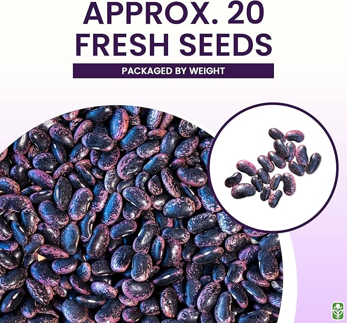 Heirloom Scarlet Runner Beans Seeds - 20 Large Bean Seeds Non GMO - Marde Ross & Company ®