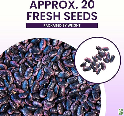 Heirloom Scarlet Runner Beans Seeds - 20 Large Bean Seeds Non GMO - Marde Ross & Company ®