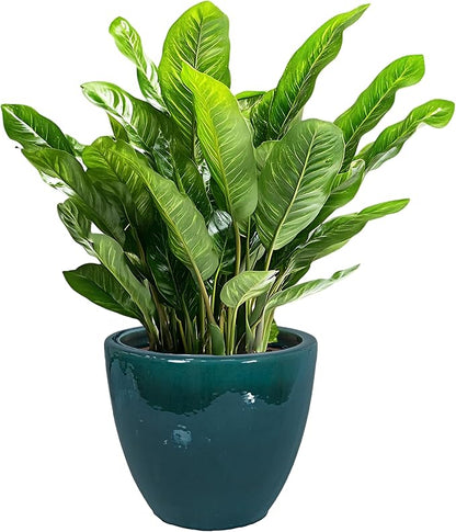 Sunnydaze Large Ceramic Plant Pot - Round Outdoor Glazed Ceramic Planter Pot with Drainage - Resort - Dark Green - 14.5"