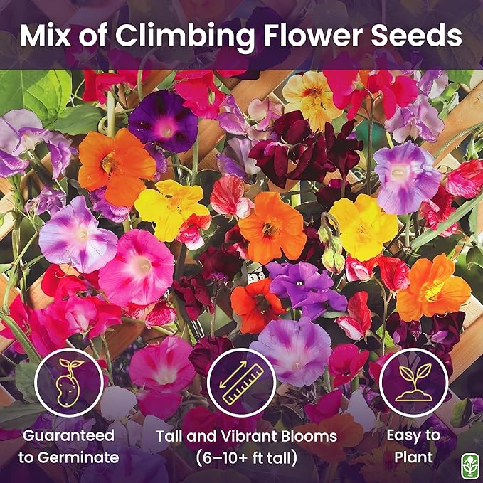 Climbing Vine Seeds for Planting – Colorful Mix of Climbing Flower Seeds: Morning Glory, Nasturtium, Black-Eyed Susan Vine, and Sweet Pea