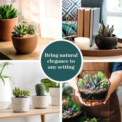 Shop Succulents Premium Live Mini Cactus and Succulent Plants in 2" Pots, Easy Care Indoor or Outdoor Gardening, Terrariums, Favors, & Contemporary Spaces with Hardy, Resilient Varieties, Pack of 32