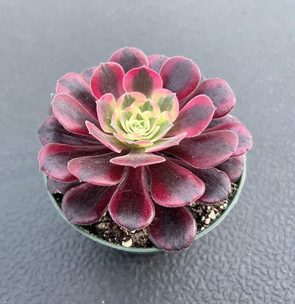 Sprout N Green Aeonium 'Meidusha', Live Rare Succulent Potted 4" Planter, Real House Plant for Party Favors Home Indoor Outdoor Garden Wedding Decoration DIY Projects