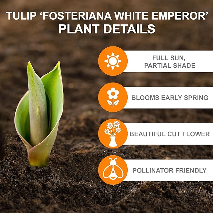 Garden State Bulb Fosteriana White Emperor Tulip Flower Bulbs, 12/+ cm, Fall Planting (Bag of 250)