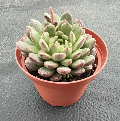 Sprout N Green Sedeveria Pink Ruby, Live Succulent Plant Fully Rooted in 4" Pot, Real House for Indoor Outdoor Home Office Wedding Decoration Party Favor