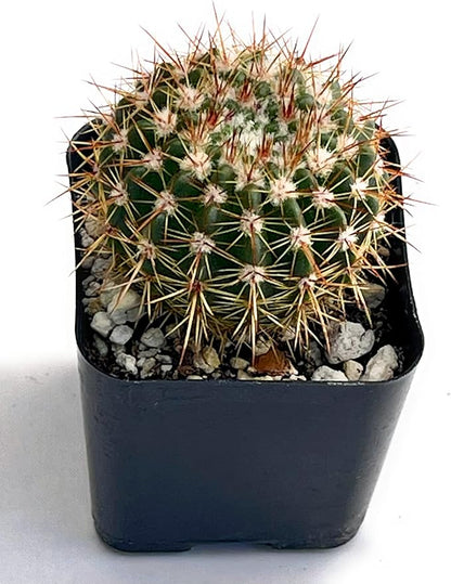 Fatplants Mini Cactus Plants Live Plants (4 Pack), Cactus Plant Indoor Live Plants, Cacti Plants Live Cactus Decor, Succulents Plants Live Houseplants, Mini Cactus Gifts in Cactus Soil Potting Mix