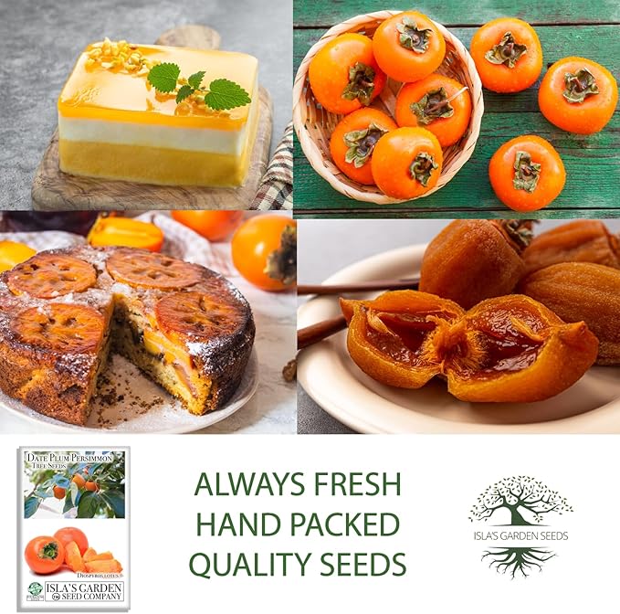Date Plum Persimmon Tree Seeds (Diospyros Lotus) – 30+ Non-GMO & Heirloom Seeds, Exotic & Rare Fruit Tree, 80% Germination Rate, by Isla’s Garden Seeds, Unique Edible Landscape Addition