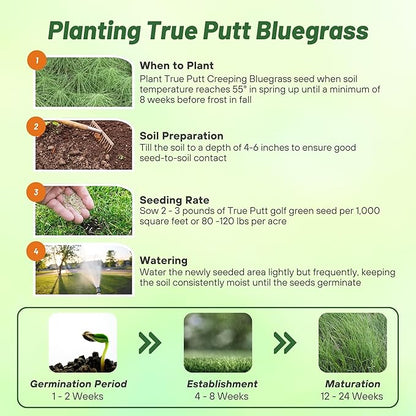 Outsidepride True Putt Perennial Creeping Bluegrass Seed - 10 Lbs. Shade-Tolerant Bluegrass for Golf Courses & Home Putting Greens - Ideal for Dense, Fine-Textured Lush Turf in Low-Light Areas