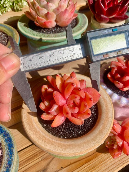 FWPP Echeveria Champagne Rare Live Succulent Plants, Wine 2.5 inches Live Plants Indoor,Bare Root Without Pot Soil,Desk Wedding Baby Shower Decoration Friend Plant Lover Gift