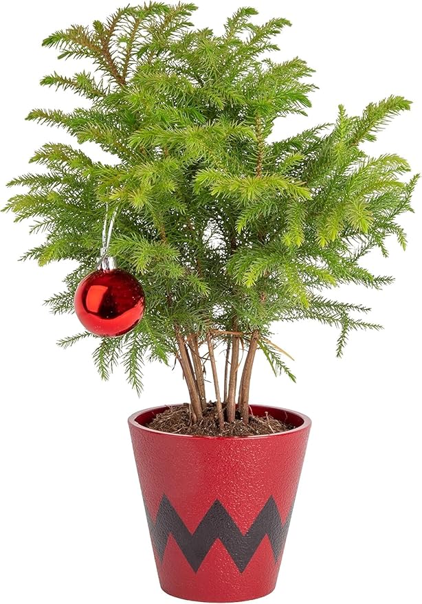 Costa Farms Live Christmas Tree, Small Norfolk Pine in Christmas Decor Plant Pot, Christmas Ornament, Holiday Gift Decoration for Room Decor, 10-12 Inches Tall