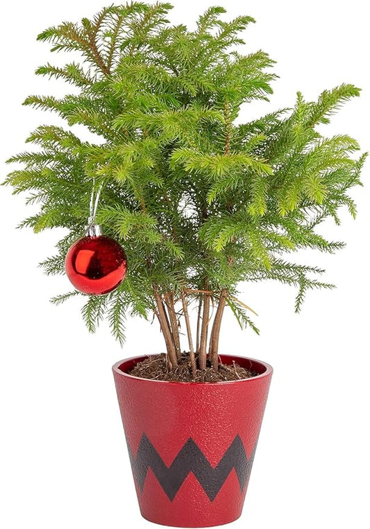 Costa Farms Live Christmas Tree, Small Norfolk Pine in Christmas Decor Plant Pot, Christmas Ornament, Holiday Gift Decoration for Room Decor, 10-12 Inches Tall