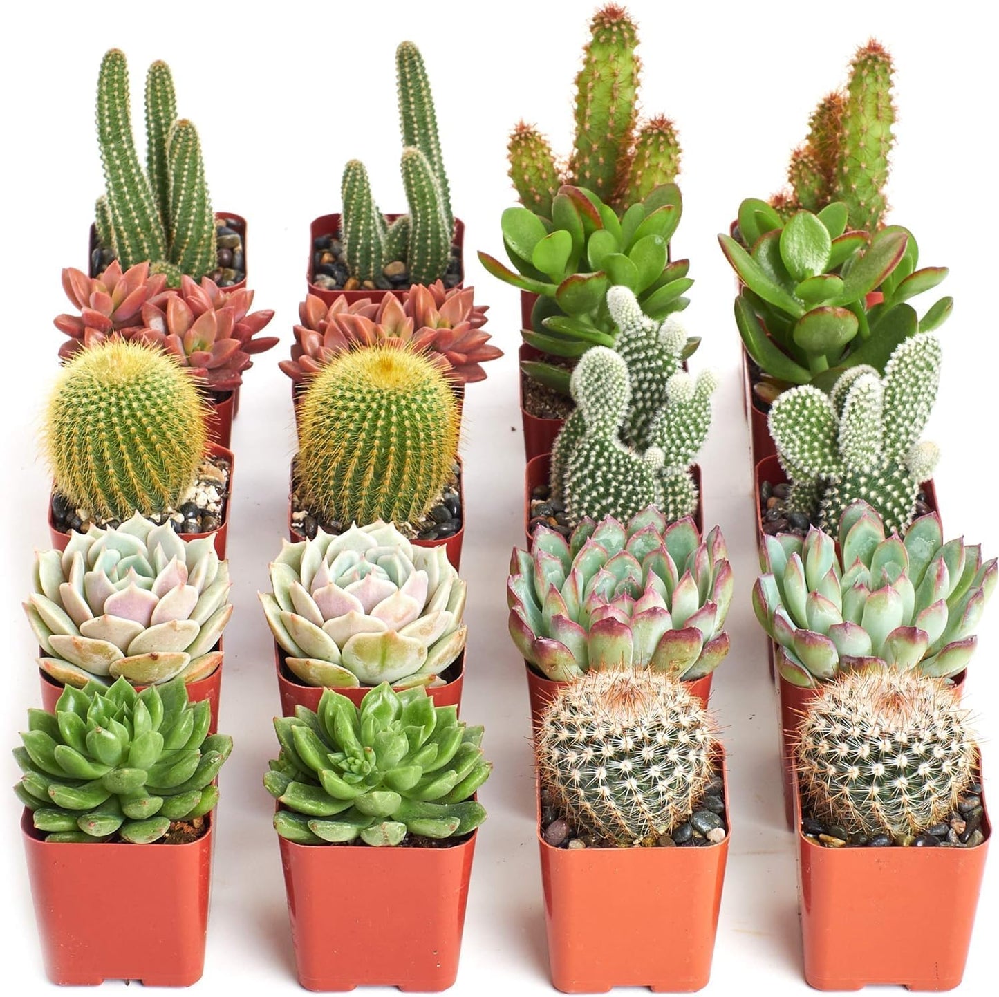 Shop Succulents Premium Live Mini Cactus and Succulent Plants in 2" Pots, Easy Care Indoor or Outdoor Gardening, Terrariums, Favors, & Contemporary Spaces with Hardy, Resilient Varieties, Pack of 20