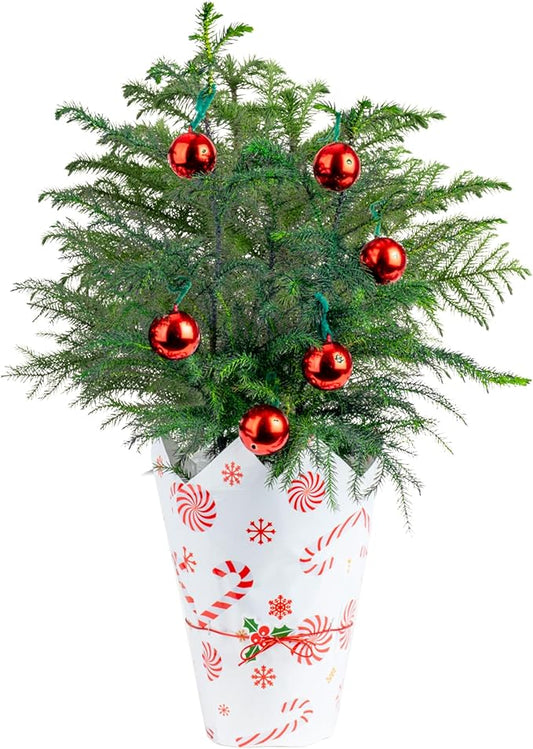 Costa Farms Live Christmas Tree, 18 to 20-Inches Tall, Decorated with Christmas Gift Wrap, Ornaments and Tree-Topper, Fresh From Our Farm